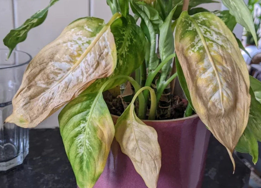 室內植物葉子下垂 室內植物葉子下垂