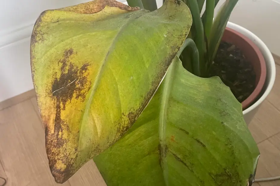 天堂鸟叶片黑斑