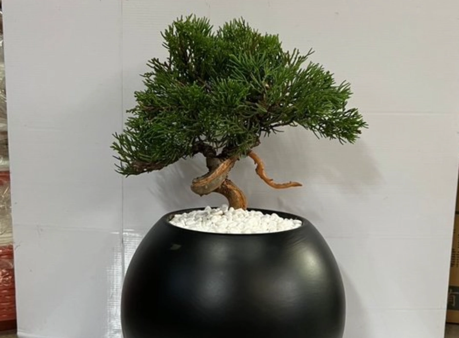 真柏雕塑全攻略：從品種挑選、造型技巧到日常養護心法