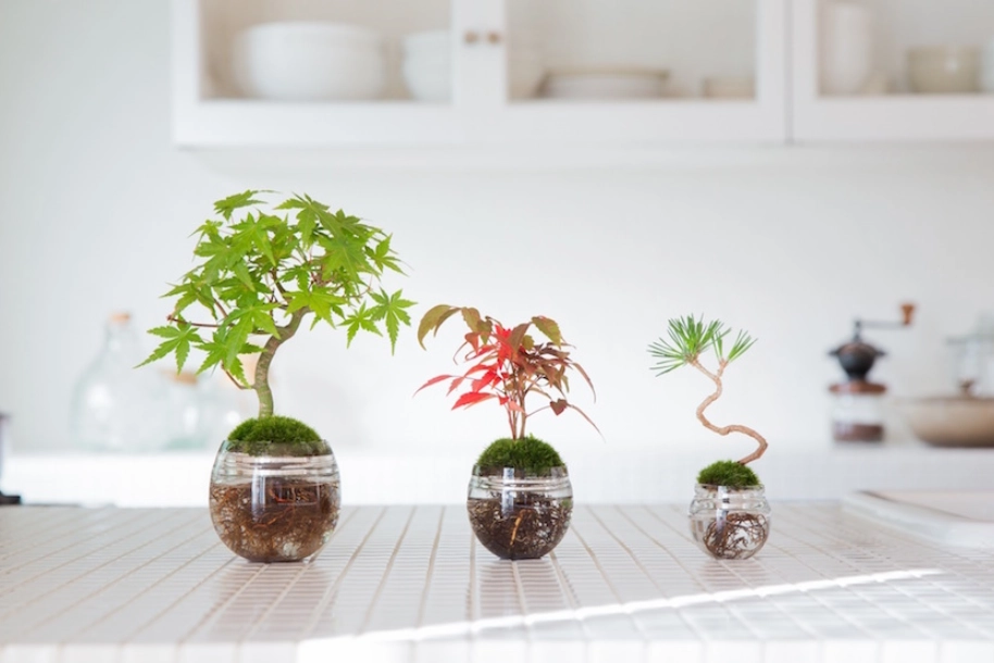 水耕 營養液 自來水 水耕 營養液 自來水