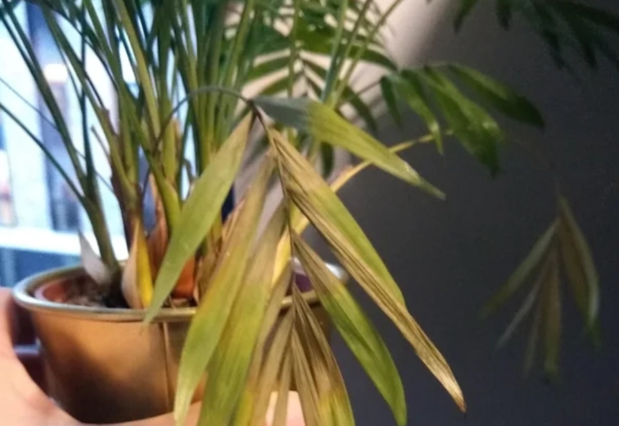 袖珍椰子 葉子枯黃