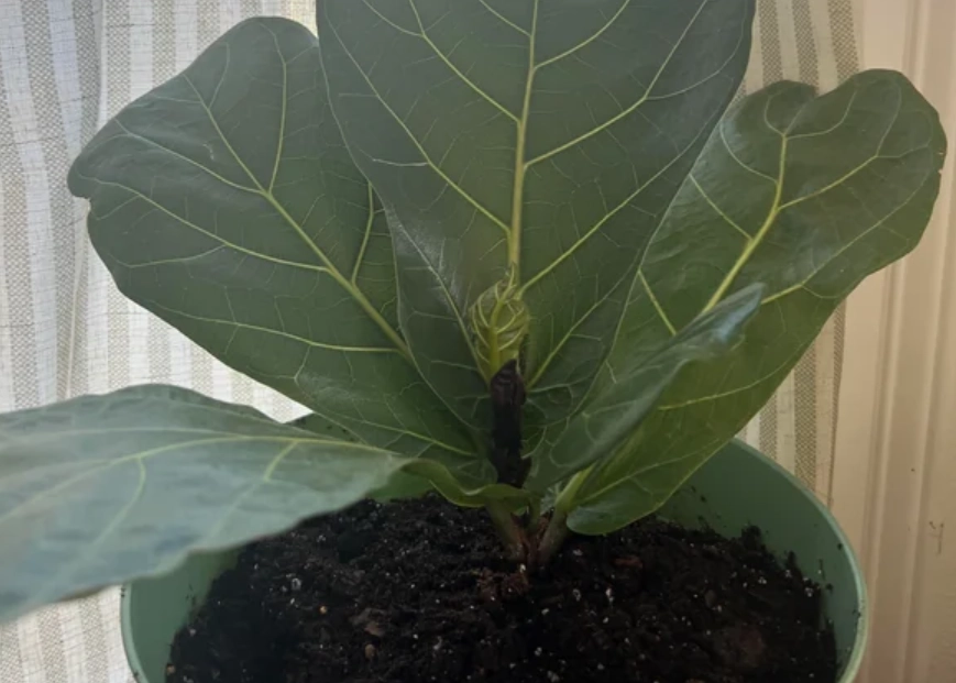 琴葉榕長很慢？專家解析根本原因與有效催芽技巧