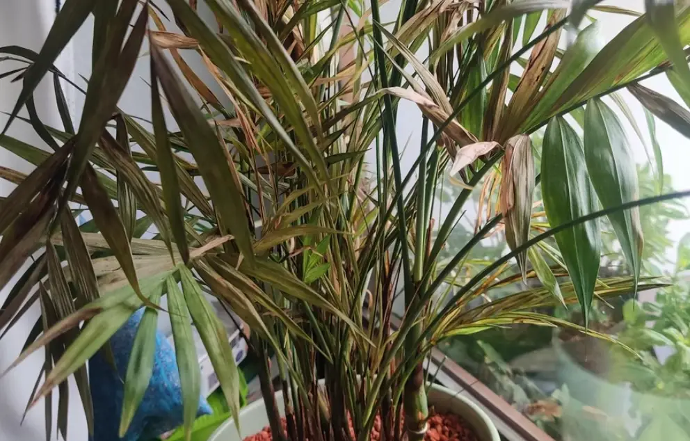 袖珍椰子枯黃怎麼辦？三大主因與復活指南