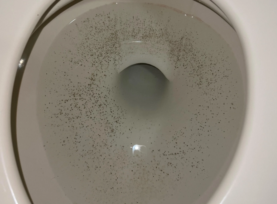 馬桶黑點 黴菌
