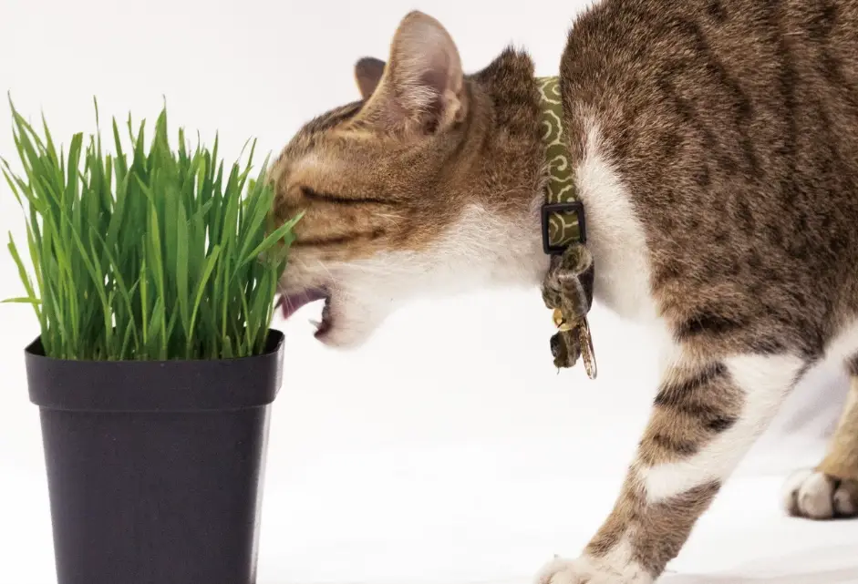 打造貓咪安全綠洲：10種無毒盆栽推薦與完整種植指南