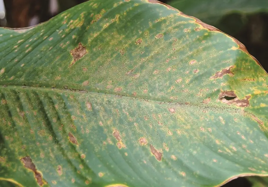 植物葉子黃斑處理 植物葉子黃斑處理