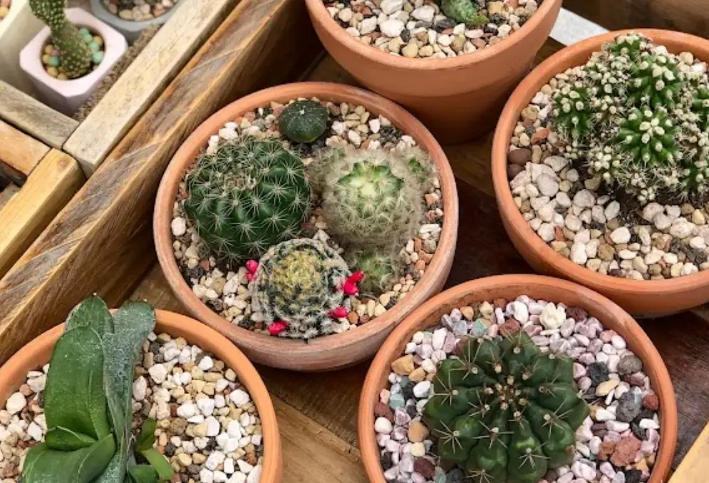 仙人掌萃取護膚品