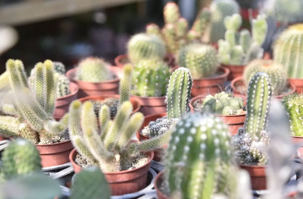 仙人掌的肌膚功效大揭密：保濕、修護、抗老一次搞懂