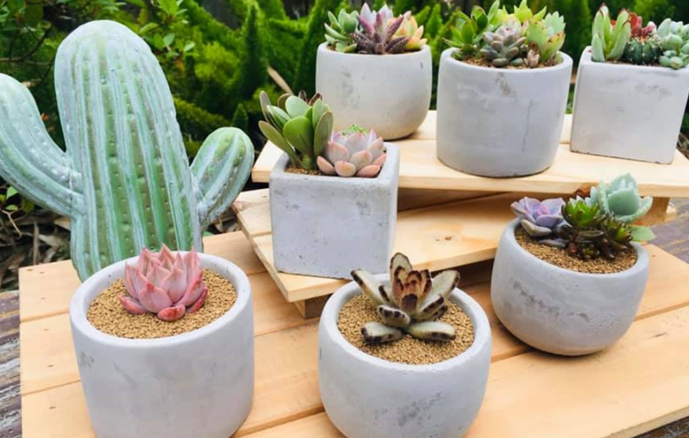 仙人掌萃取護膚品