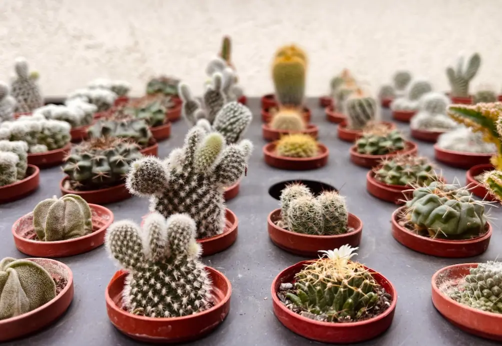 代表男生的花有哪些？10種男性花卉推薦與送禮全攻略