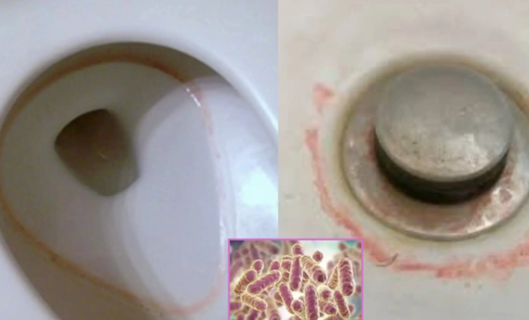 馬桶粉紅色黴菌：成因、清除與預防完整指南