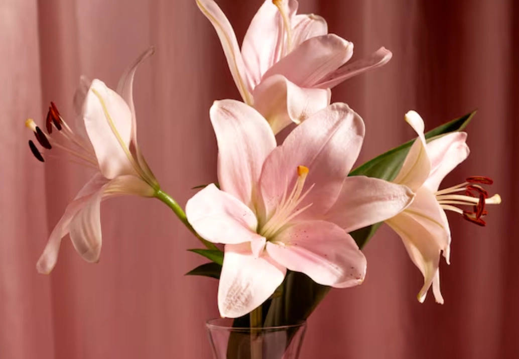 狗聞百合花安全嗎？寵物主人必讀的完整防護指南