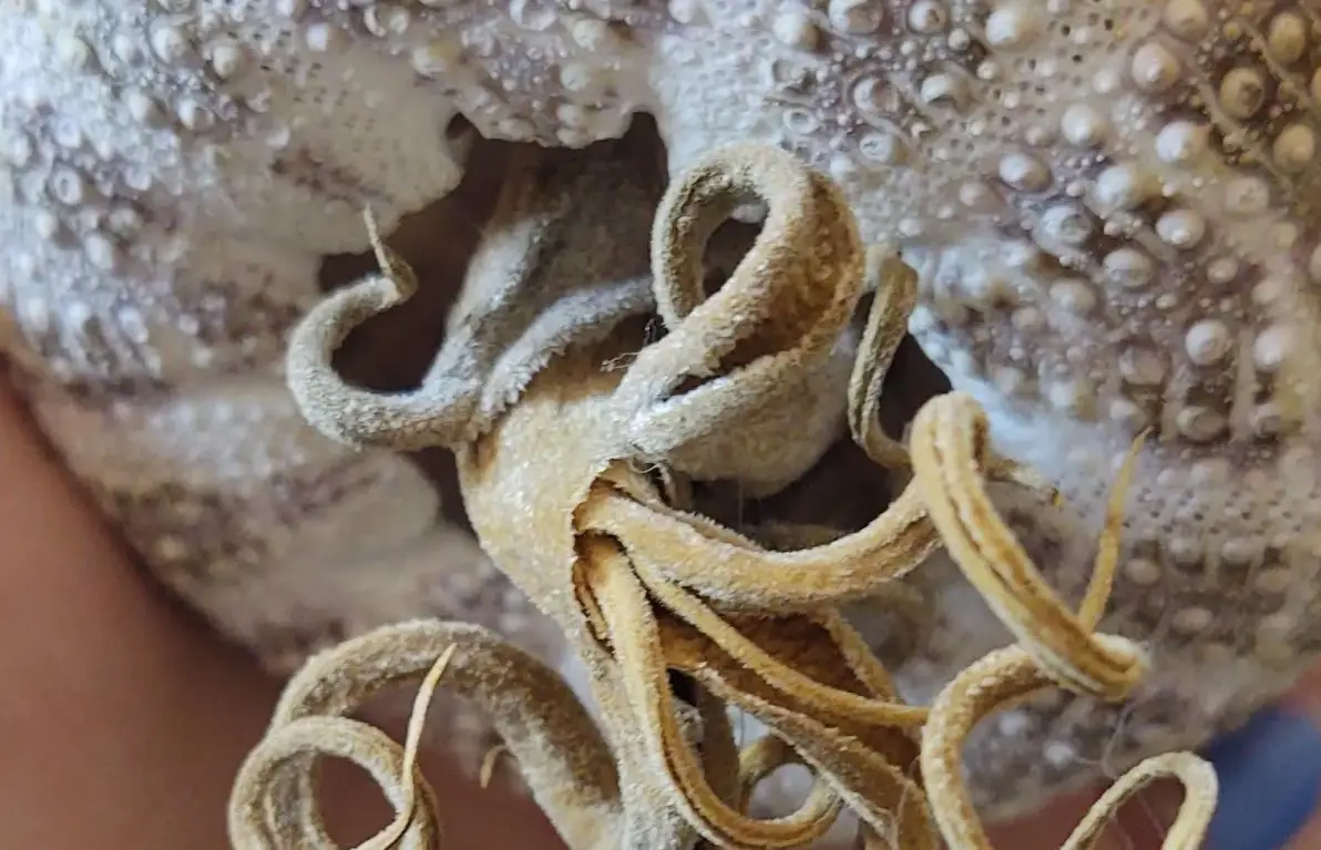 空氣鳳梨急救方法 空氣鳳梨急救方法