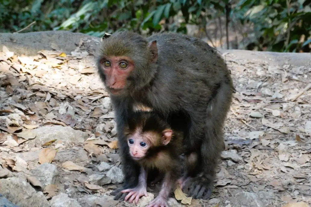 夢見猴子數字意義