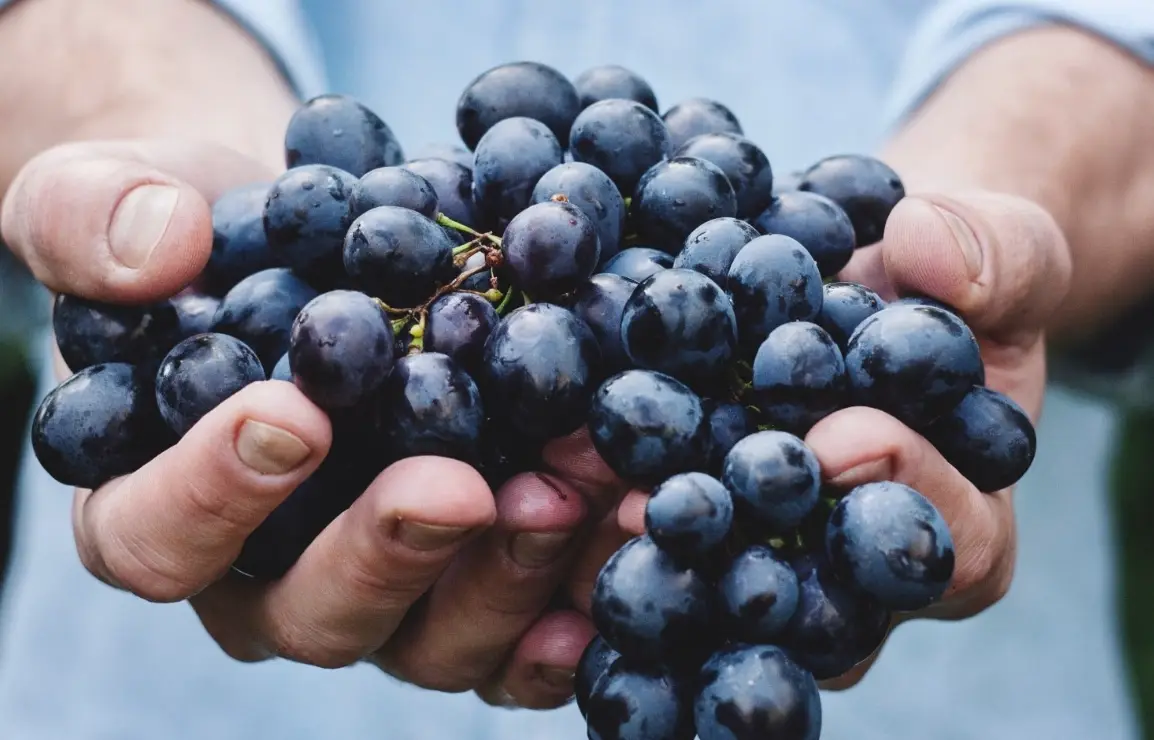 無核提子基因改造的真相：安全、技術與未來趨勢