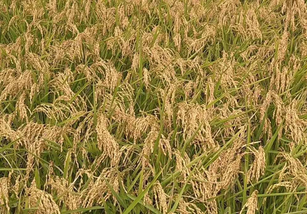 水稻積溫計算 水稻積溫計算