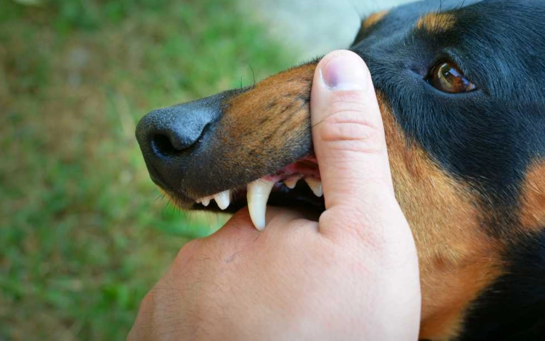 夢境解析 夢境解析