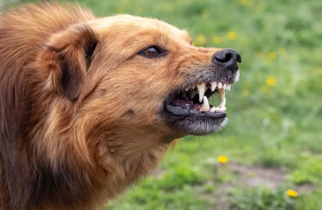 夢見被狗攻擊代表什麼？心理學深度解析與實用應對指南