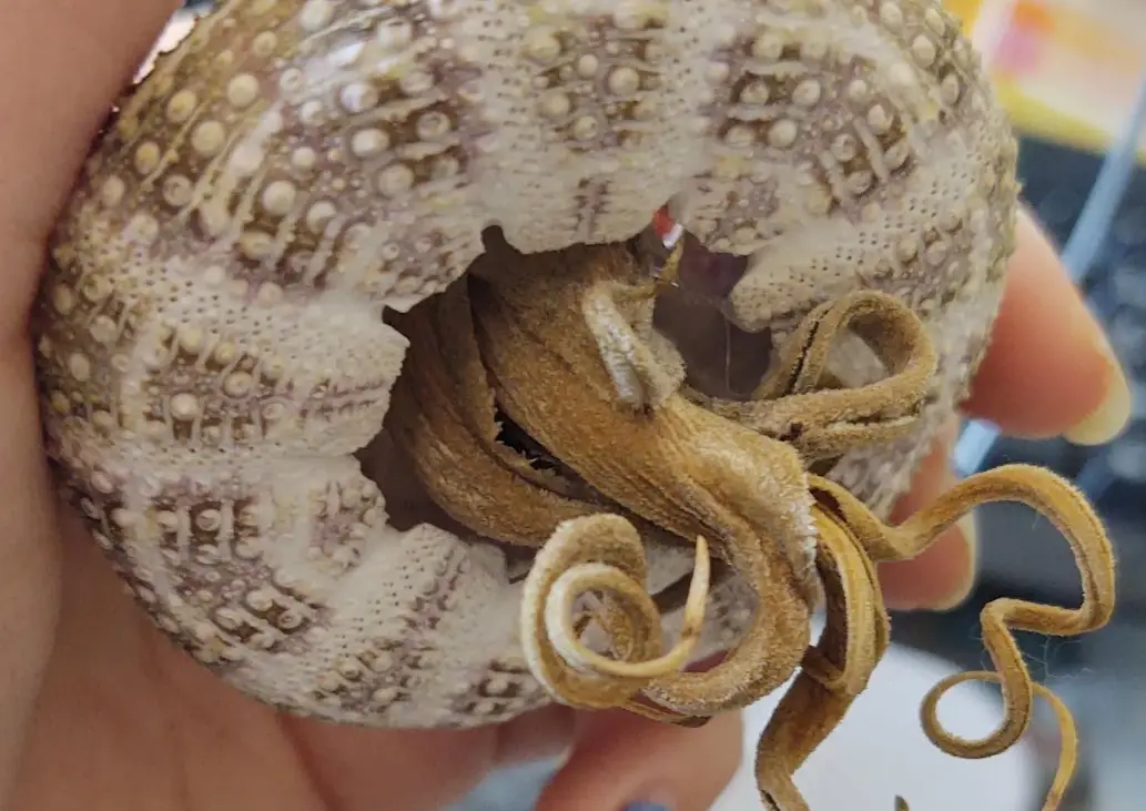 空氣鳳梨死亡原因 空氣鳳梨死亡原因