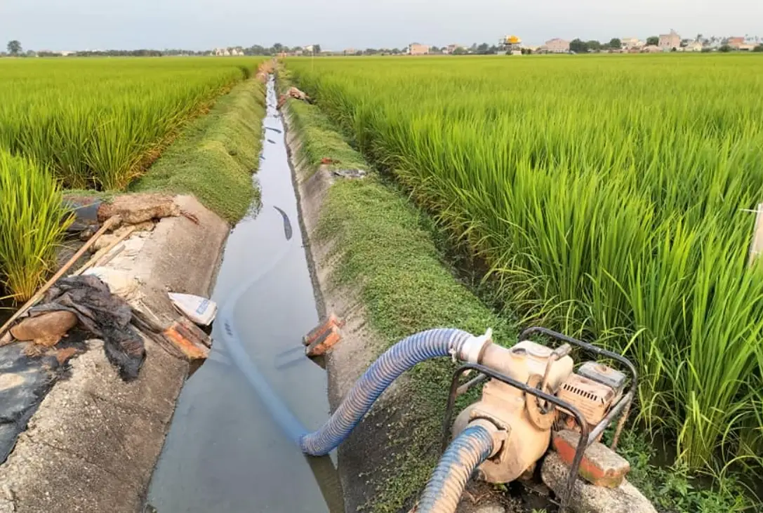 台南11號積溫全解析：農民必知的生長關鍵與應用技巧
