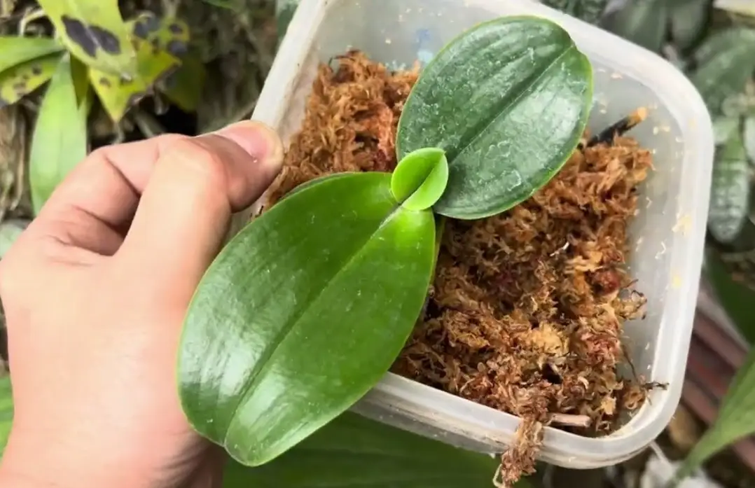 蝴蝶蘭組織培養