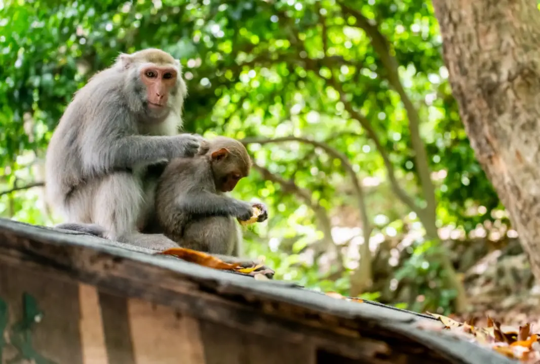 夢見猴子數字意義
