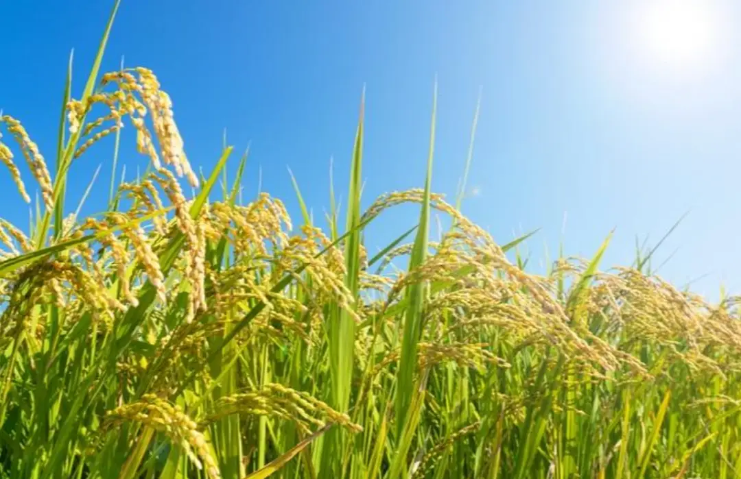 水稻積溫計算 水稻積溫計算