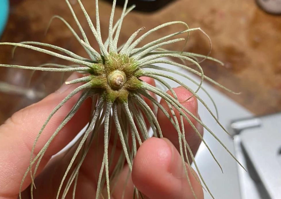 空氣鳳梨葉子枯黃 空氣鳳梨葉子枯黃