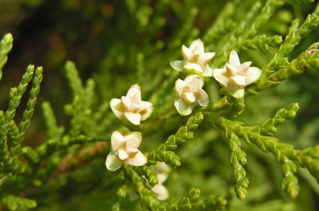 龍柏扁柏差異全解析：從外觀到養護的終極分辨指南