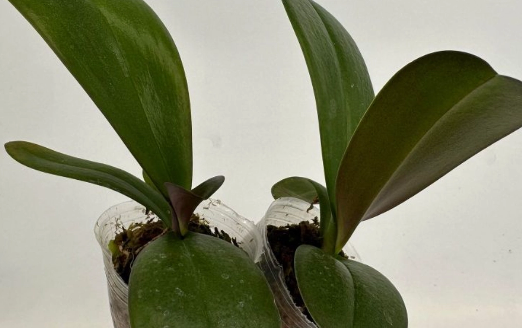 蝴蝶蘭分生苗繁殖全攻略：從技術原理到居家養護實戰