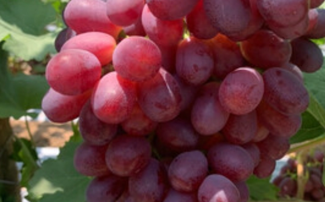 基因改造水果 基因改造水果