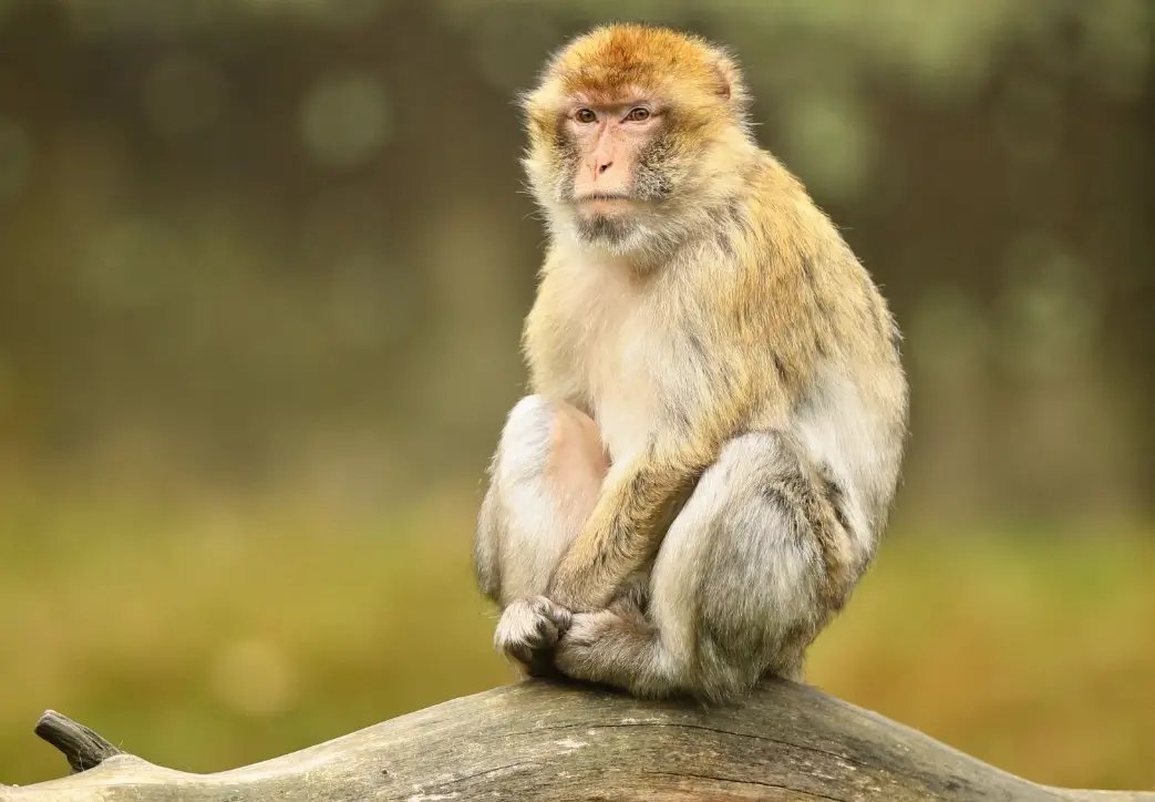 夢見猴子號碼代表什麼？解夢與數字含義完整分析