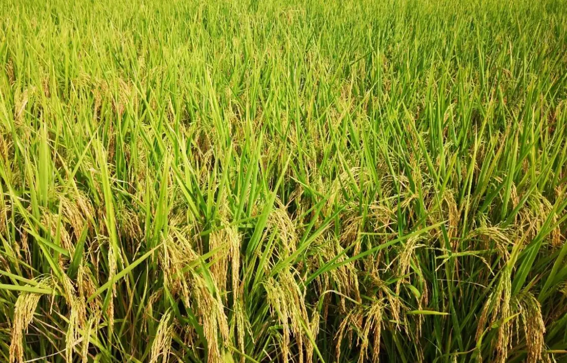 農業溫度管理 農業溫度管理