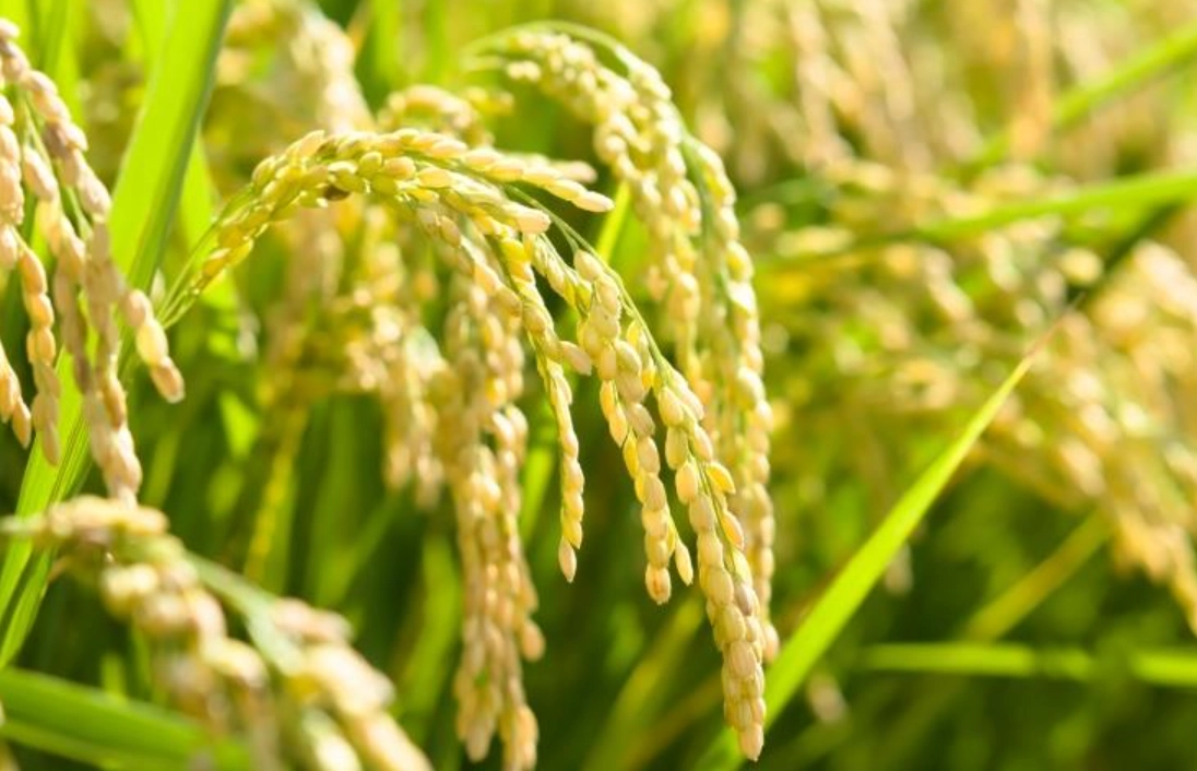 農業溫度管理 農業溫度管理