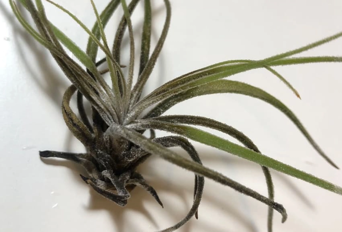 空氣鳳梨葉子枯黃 空氣鳳梨葉子枯黃