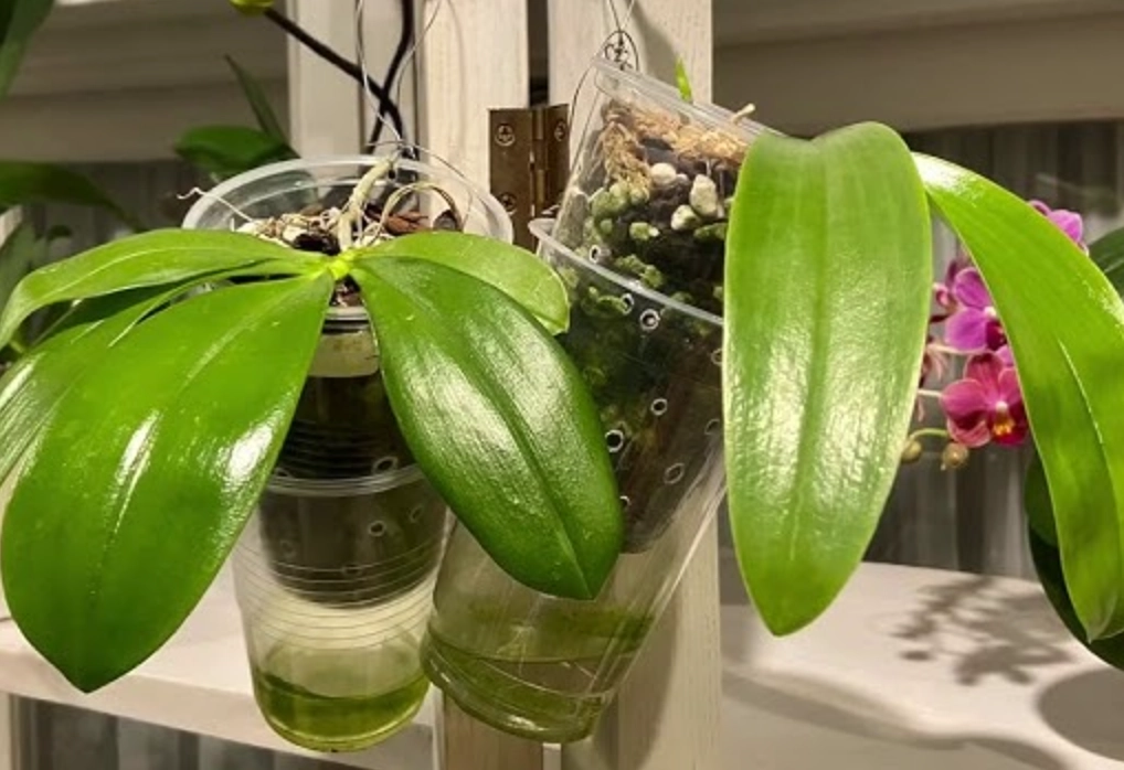 蝴蝶蘭組織培養