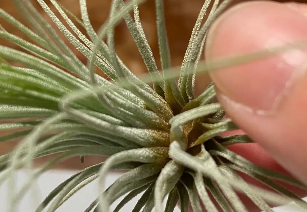 空氣鳳梨死亡全解析：從原因判定到緊急救援，救活你的空鳳