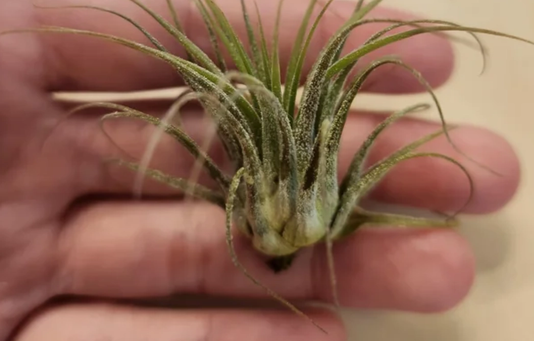 空氣鳳梨急救方法 空氣鳳梨急救方法