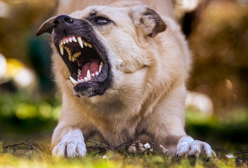 夢境解析 夢境解析