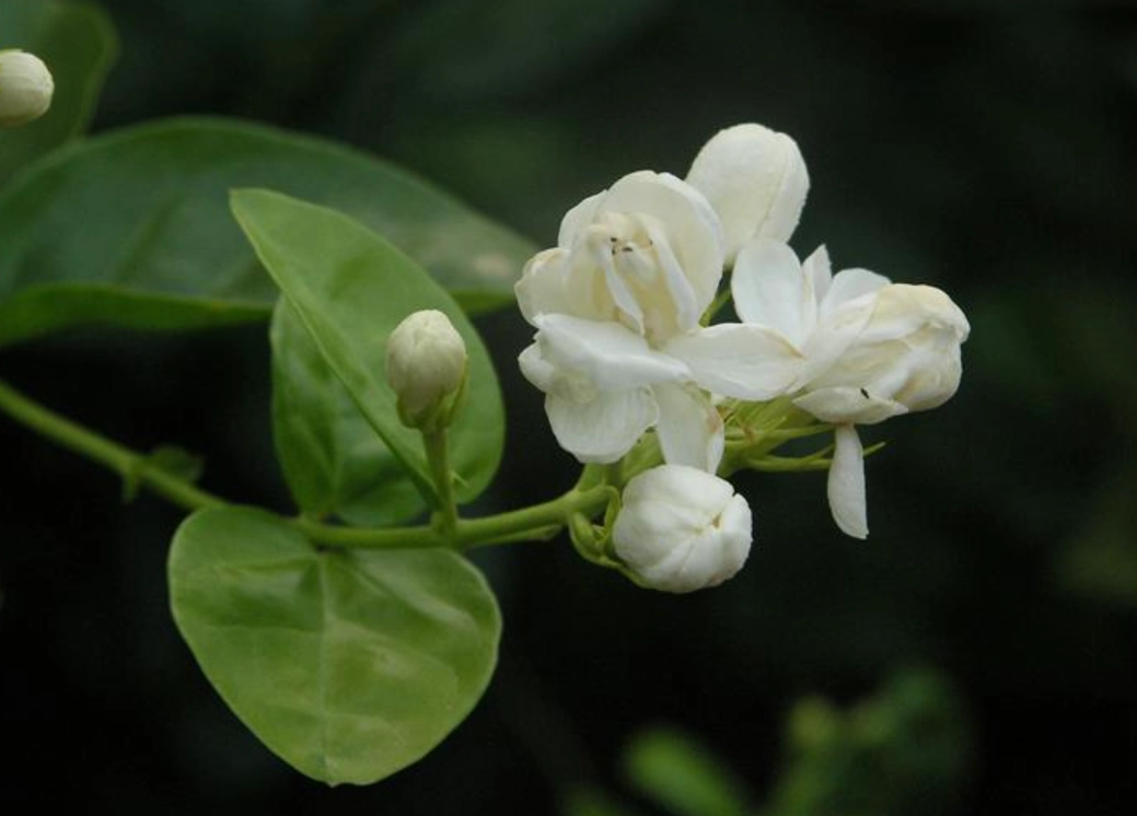 茉莉花能活多久 茉莉花能活多久