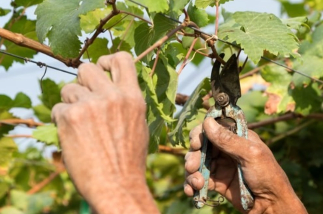 葡萄如何修剪？完整圖解步驟與專家秘訣
