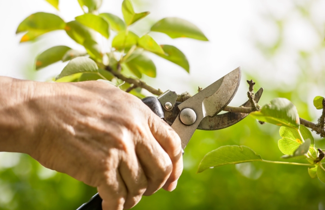 樹木修剪全攻略：時機、技巧與常見錯誤解析