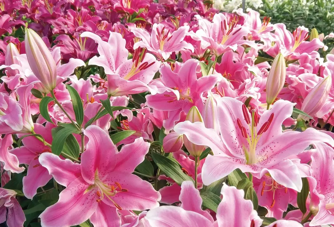 香水百合狗共處安全指南：避免毒性風險與美化家居的實用技巧