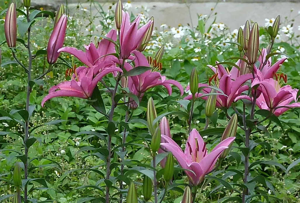 寵物 植物 毒性