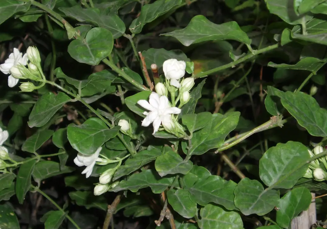 茉莉花壽命有多長？延長花期與植株壽命的專家指南