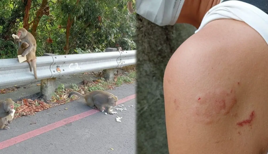 夢見猴子攻擊？別慌！解析背後原因與3個應對步驟