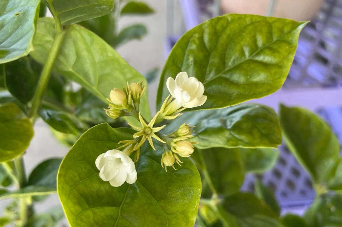 茉莉花能活多久 茉莉花能活多久