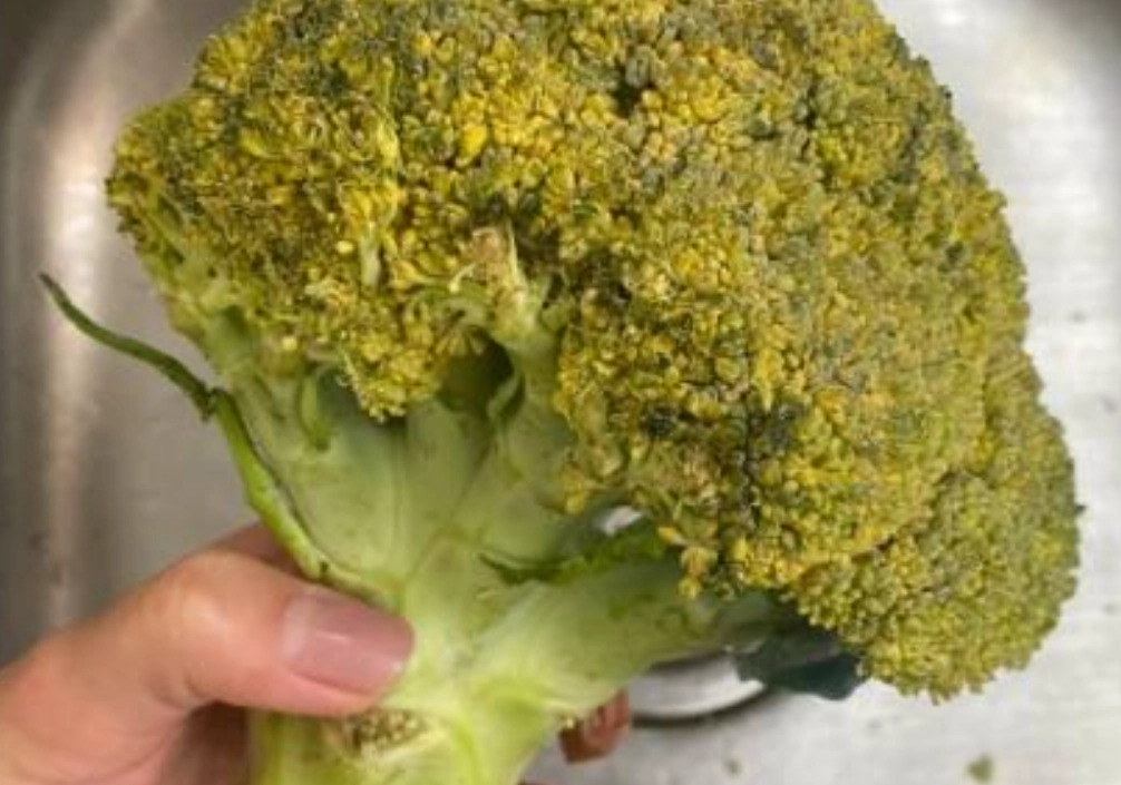 花椰菜保存方法 花椰菜保存方法