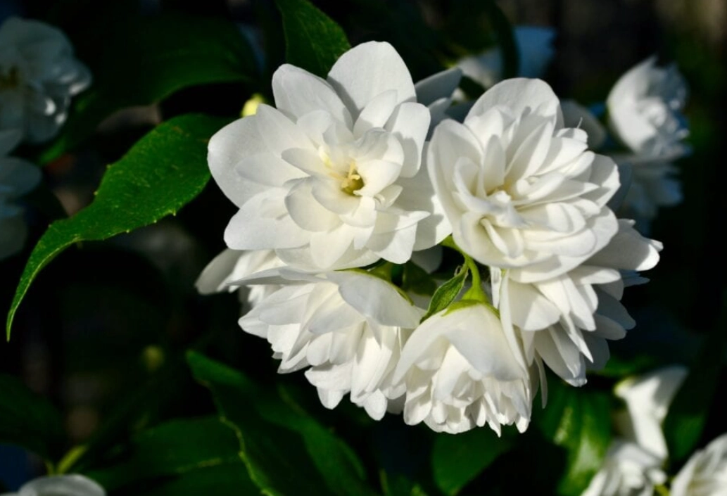 如何延長茉莉花壽命 如何延長茉莉花壽命