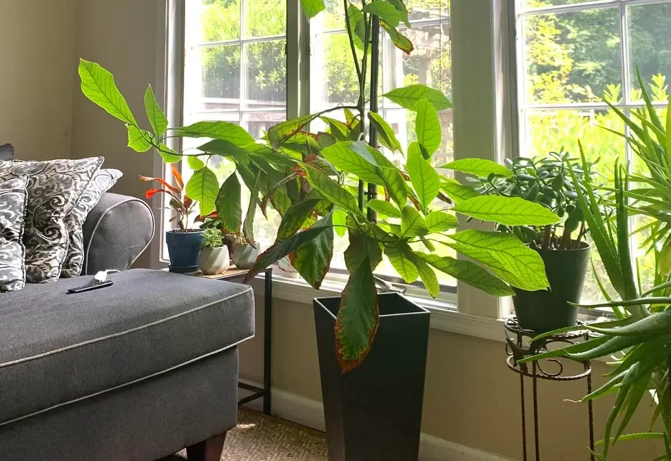 酪梨樹修剪技巧